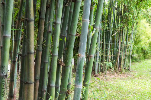 green bamboo leaves background