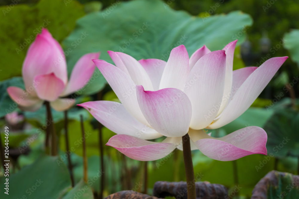 pink lotus flower