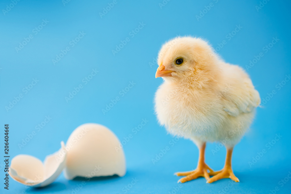 Newborn yellow chicken and broken eggs. Newborn yellow chicken and broken eggs.