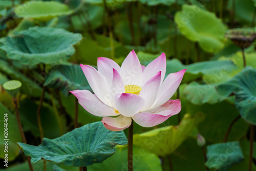 pink lotus flower