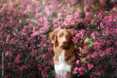 red-haired dog sitting in pink flowers. Nova Scotia Duck Tolling Retriever, Toller