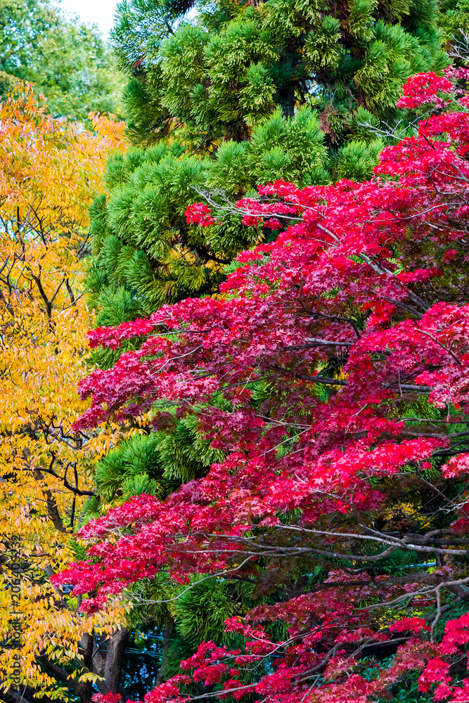 View of the autumn landscape in the park, Kyoto, Japan. Copy space for text. Vertical.