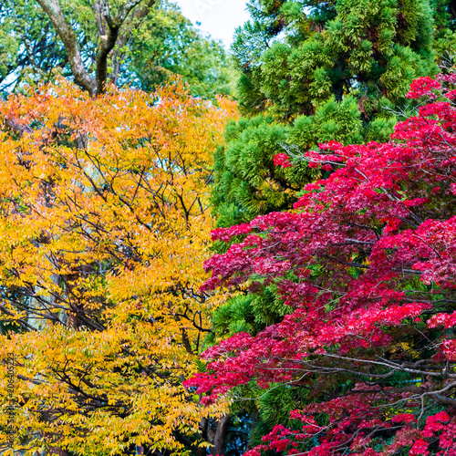 View of the autumn landscape in the park, Kyoto, Japan. Copy space for text.