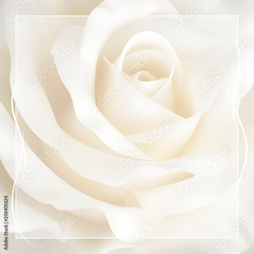 Realistic ivory white rose, background.