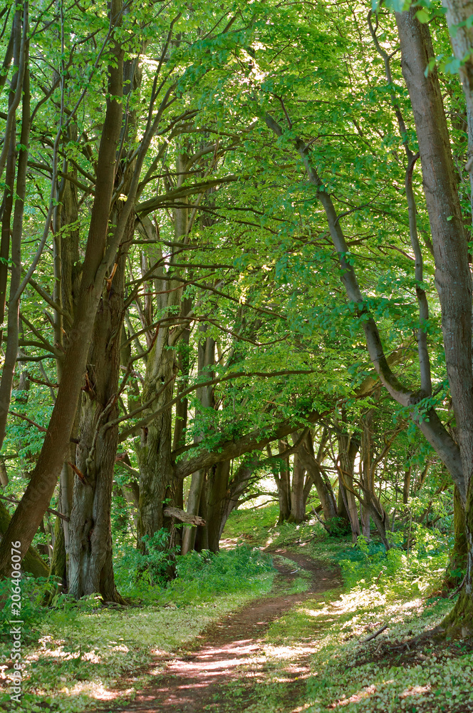 A path in the spring forest. A beautiful path in the summer forest. A forest path between the trees. A path in the spring forest. A beautiful path in the summer forest. A forest path between the trees.