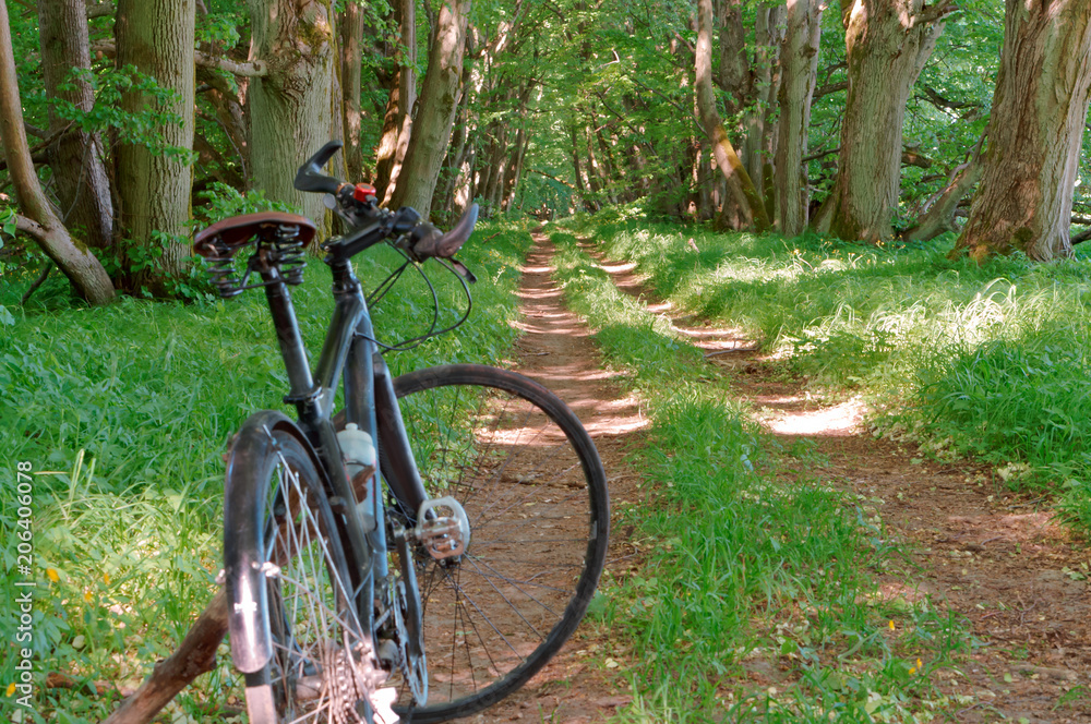 Fototapeta premium Black bike against the greenery. The bike next to the old tree. The black bike in the forest.