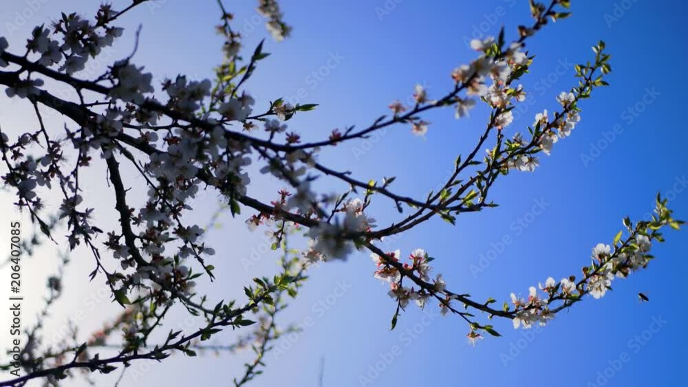 Blooming tree with flowers in spring. Beautiful soft focus footage of spring flowers. The rays of the sun through the tree. Blooming tree with flowers in spring. Beautiful soft focus footage of spring flowers. The rays of the sun through the tree.