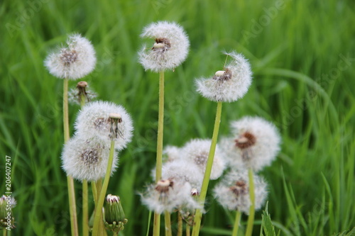 White dandelions  taraxacum  in summer on a blurred background of green grass field