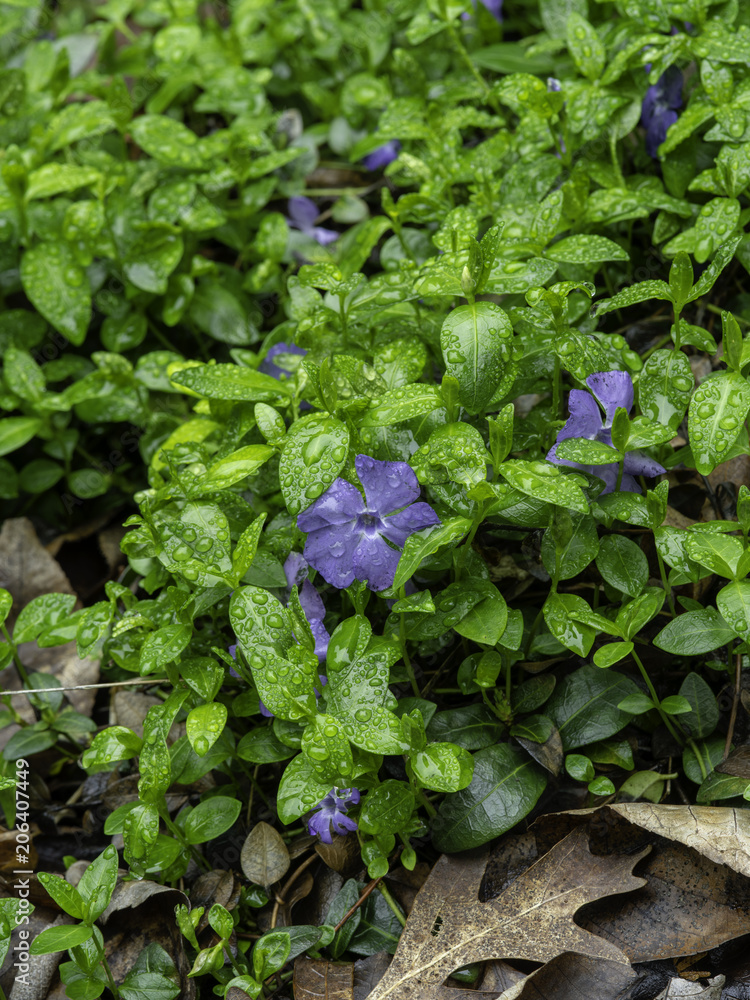 Periwinkle Periwinkle