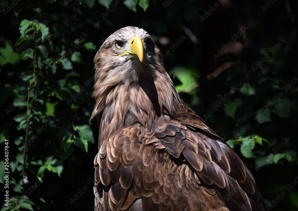 Obraz premium aguila