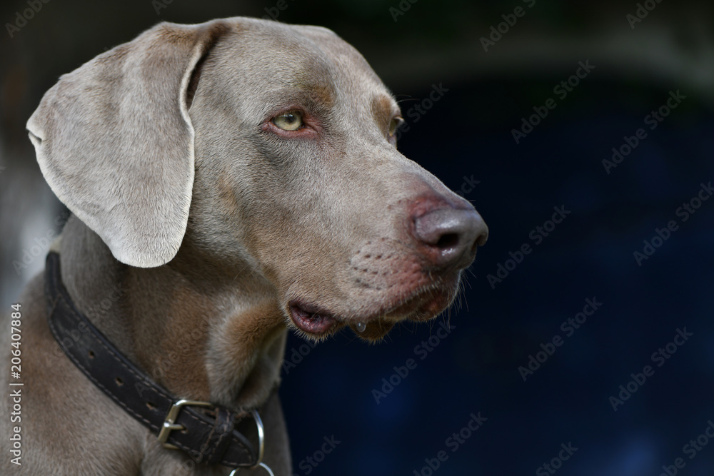 Alert Expression of Weimaraner