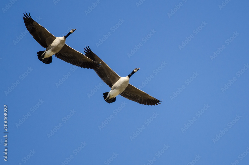 Pair of Canada Geese Flying in a Blue Sky Pair of Canada Geese Flying in a Blue Sky