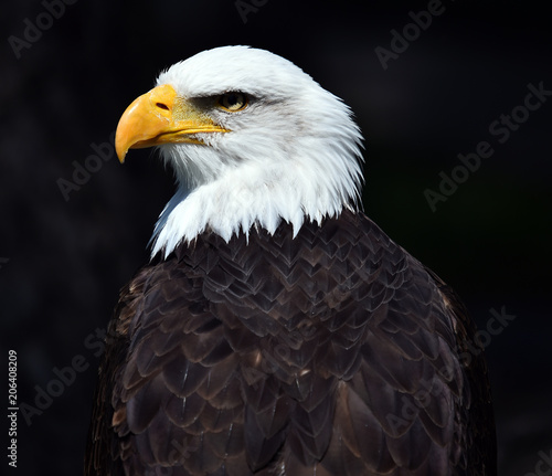 aguila de cabeza blanca americana