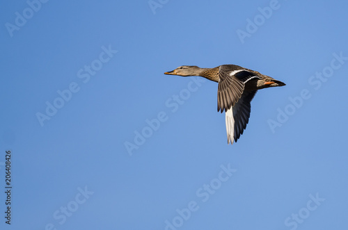 Mallard Duck Flying in a Blue Sky