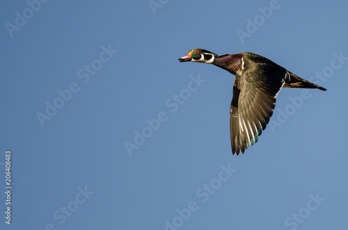 Lone Wood Duck Flying in a Blue Sky