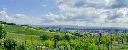 Obraz na płótnie Rebenpanorama Ötlingen
