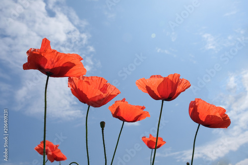 Photography poppies flowers on blue sky background