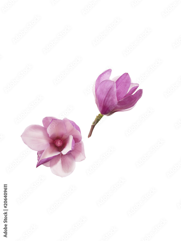 Magnolia Magnolia