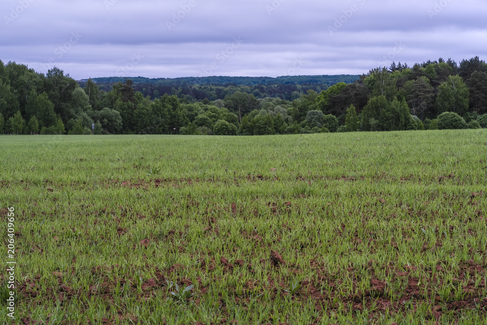 Field, trees and the cloudy sky Field, trees and the cloudy sky