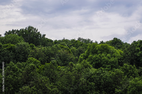 Trees and the cloudy sky