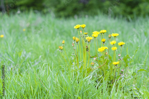 image of a dandelion