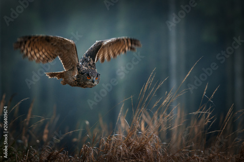 Eagle owl flying in the night forest. Big night bird of prey with big orange eyes hunting in the dark forest. Action scene from the forest with owl. Bird in fly with wide open wing.