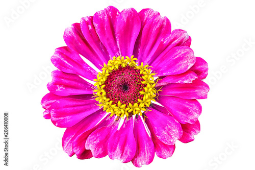 Purple flower of a zinnia on a white background