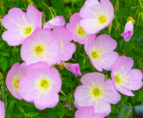 Mexican Primrose Flower Blossoms (Oenothera Speciosa) also known as Pink Evening Primrose