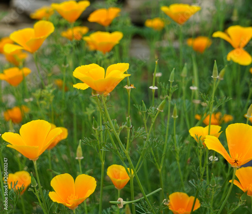 Close up of the flower blooms of  the Eschscholtzia Californica commonly known as the California or Golden Poppy