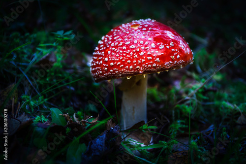 Amanita in the forest