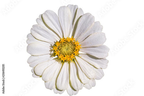 White flower of a zinnia on a white background