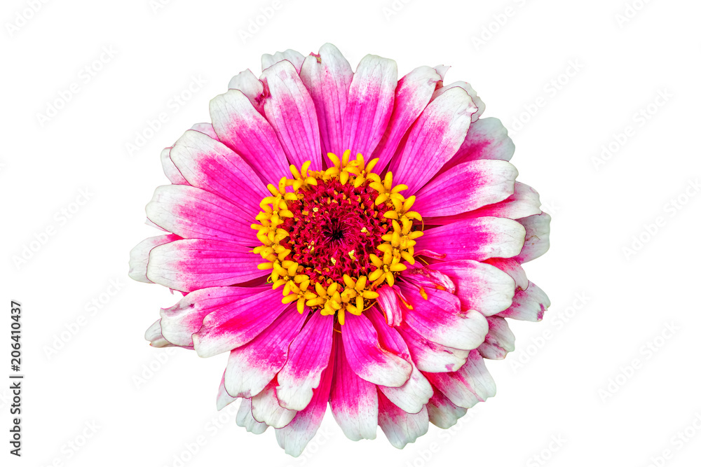 White-purple flower of a zinnia on a white background White-purple flower of a zinnia on a white background