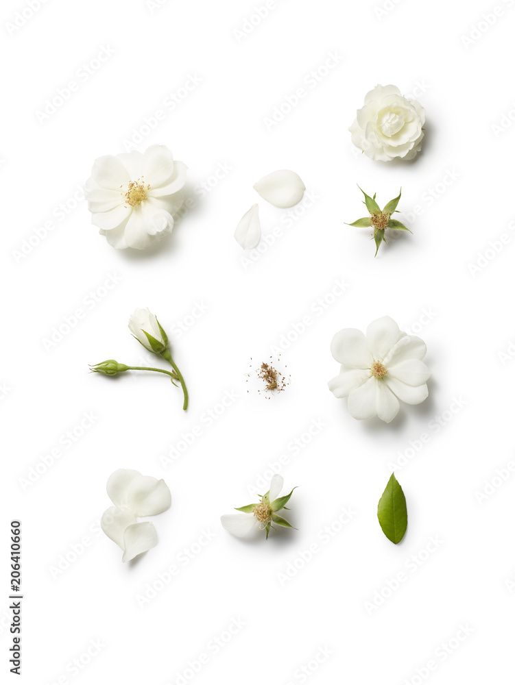 Obraz premium Rosa Roxburghii Anatomy
