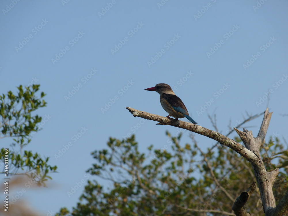 South African bird sitting on a tree South African bird sitting on a tree