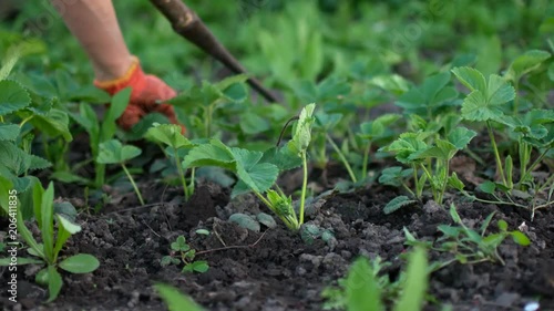 Weeding strawberries in the spring. The Ukrainian Village. photo