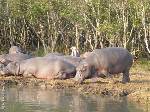 South African hippos