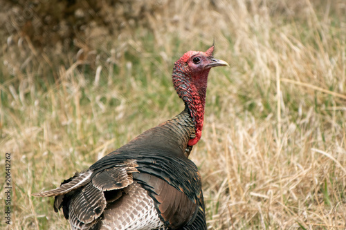 Turkey Over the Shoulder