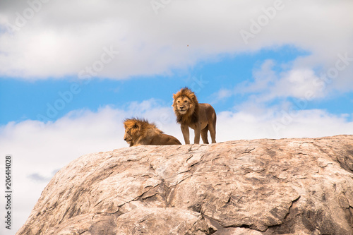 Fotografija The two lions guarding the post at the Simba Kopje in Serengeti
