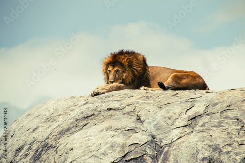 A large male lion in Simba Kopje © Peter