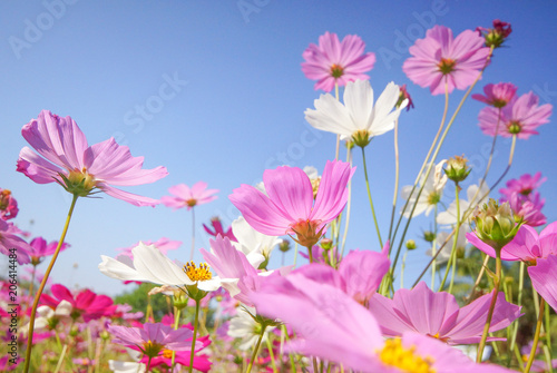 Colorful cosmos moving in a sunny day with blue sky background