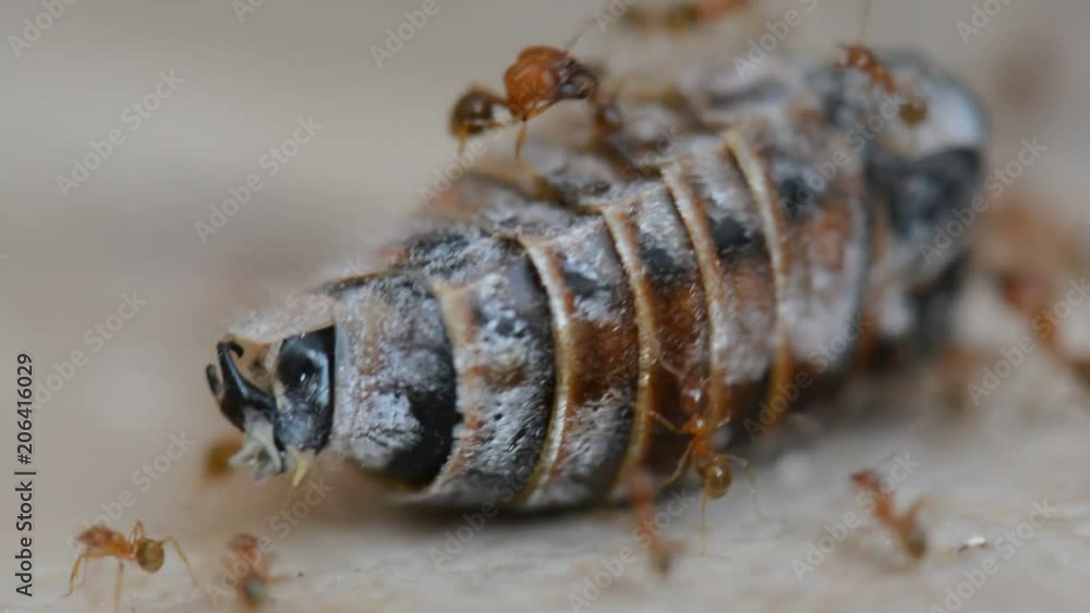 Colony Of Red Ants Dismember And Eating Beetle Closeup Colony Of Red Ants Dismember And Eating Beetle Closeup
