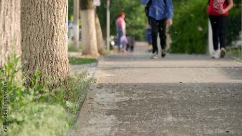 Wallpaper Mural Abstract blurred backgrounds hiking trail in the green leafy park on which many soft flying white poplar fluff. Beautiful green leaf on the branch of a tree with the sun backlighting. Torontodigital.ca