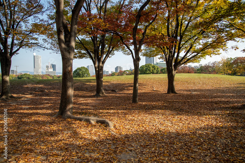 公園の秋