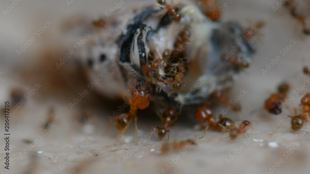 Colony Of Red Ants Dismember And Eating Beetle Closeup Colony Of Red Ants Dismember And Eating Beetle Closeup