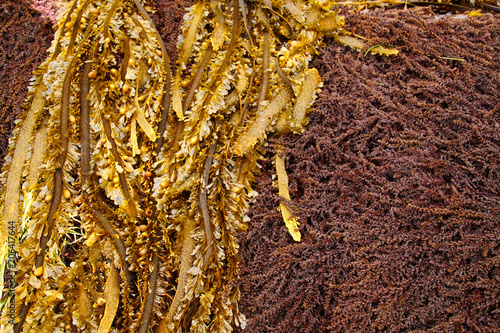 Brown seaweed kelp at low tide photo