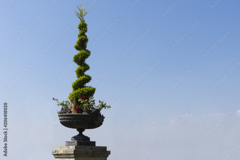 Small Pine Tree In A Blue Sky Background Small Pine Tree In A Blue Sky Background