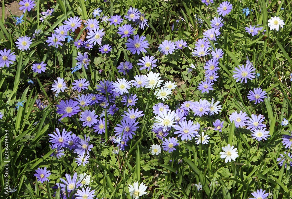 Fototapeta premium TINY PURPLE FLOWERS