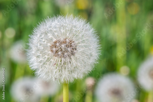 Fototapeta Naklejka Na Ścianę i Meble -  Dandelion flower on the meadow.