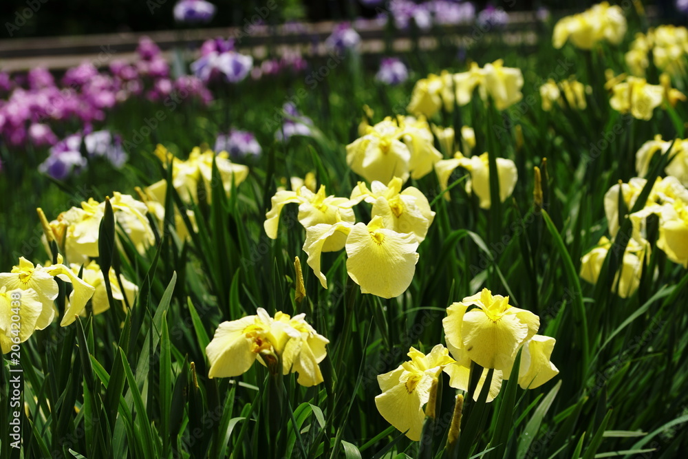 Obraz premium Japanese Iris