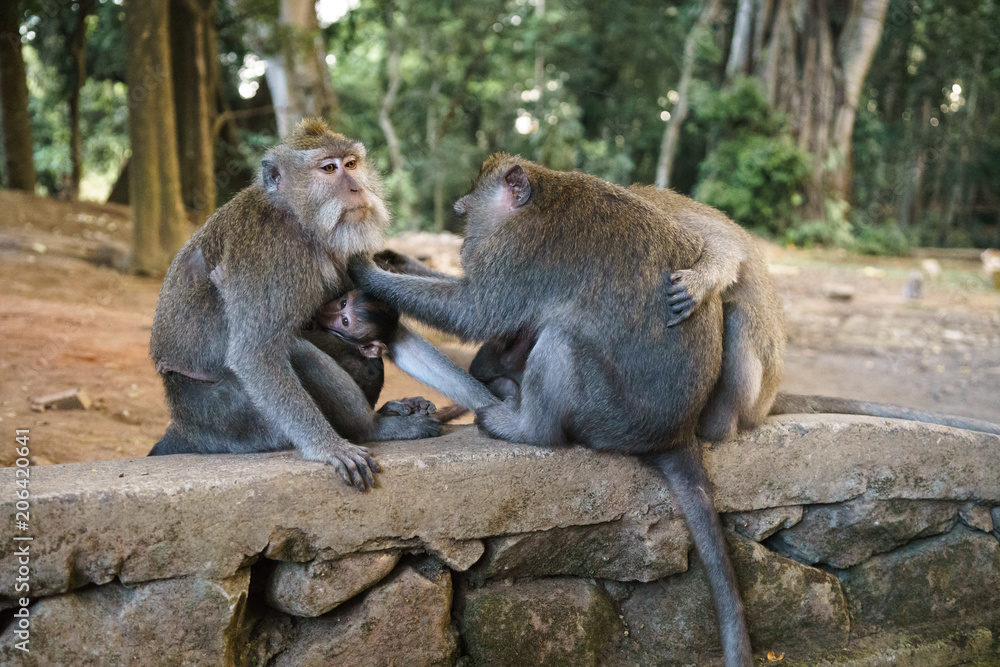 Ταπετσαρία A family of the balinese long tailed monkey (macaca fascicularis) with a baby sitting on a wall delousing each other in the sacred monkey forest in Ubud, Bali, Indonesia (09